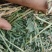 玉门市小金湾东乡族乡万亩紫花苜蓿草储备库种植基地颜色绿