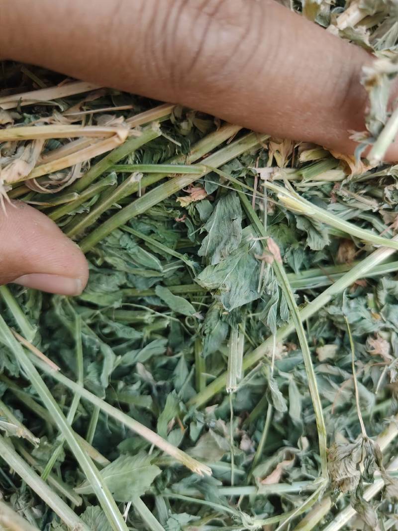 玉门市小金湾东乡族乡万亩紫花苜蓿草储备库种植基地颜色绿