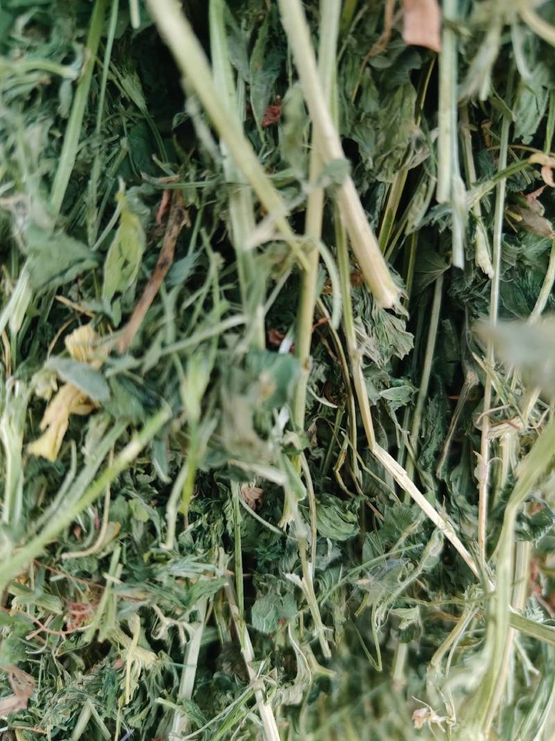 玉门市小金湾东乡族乡万亩紫花苜蓿草储备库种植基地颜色绿