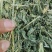 玉门市小金湾东乡族乡万亩紫花苜蓿草储备库种植基地颜色绿