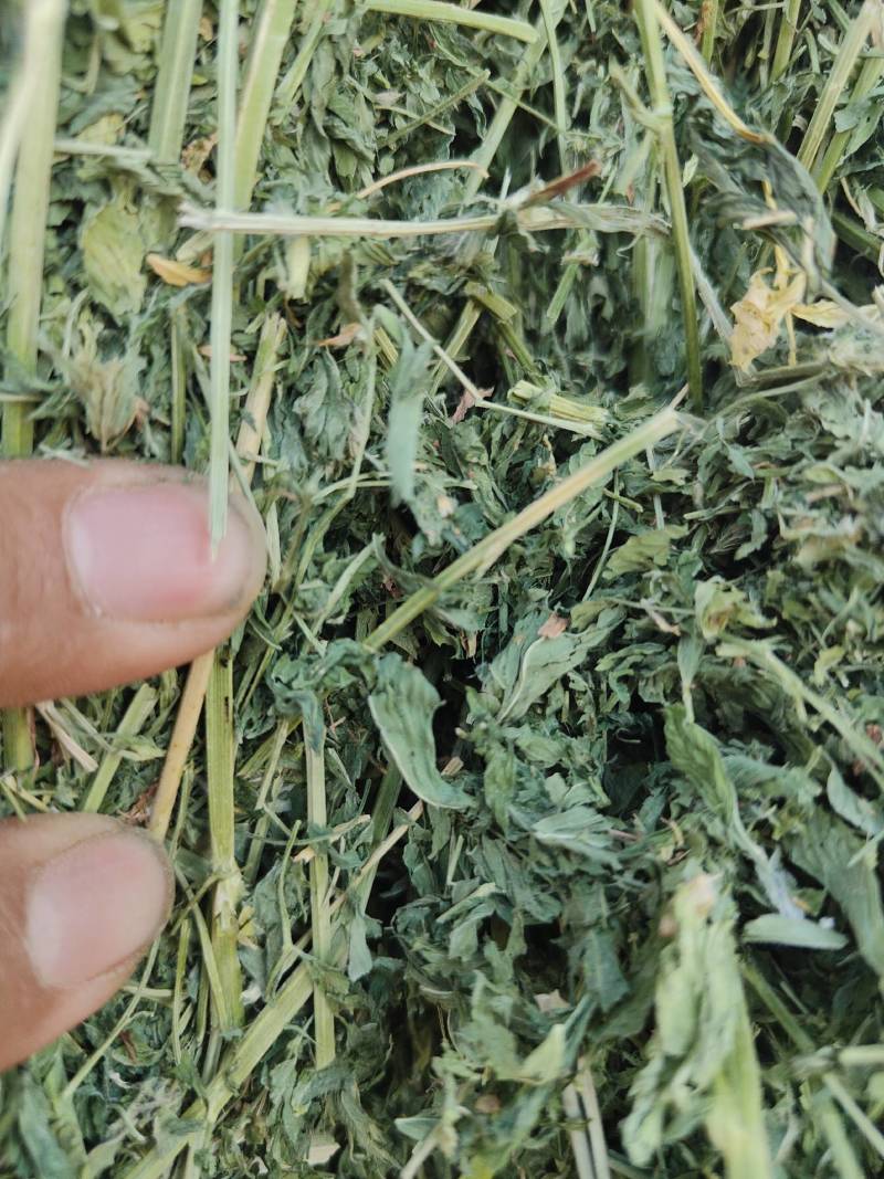 玉门市小金湾东乡族乡万亩紫花苜蓿草储备库种植基地颜色绿