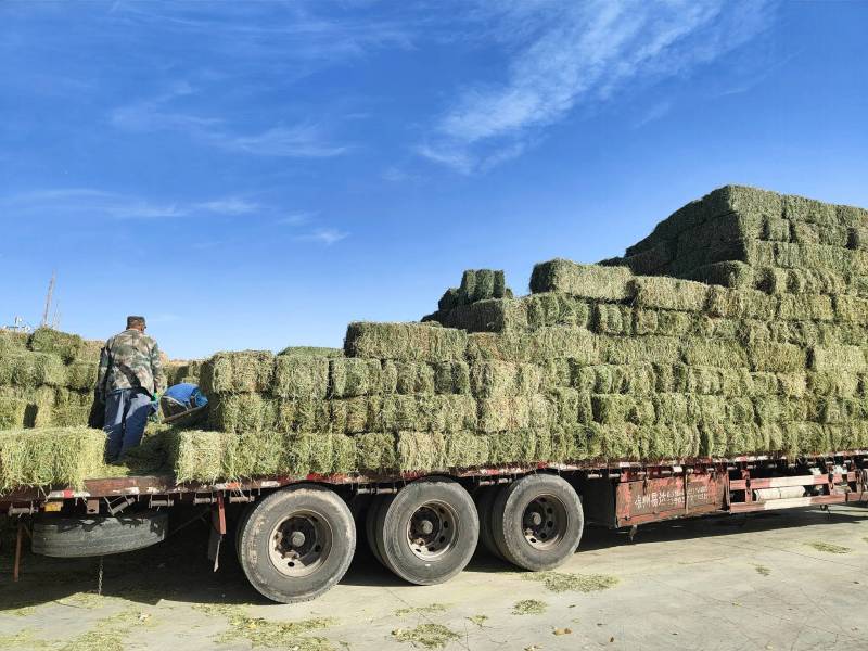 玉门市小金湾东乡族乡万亩紫花苜蓿草储备库种植基地颜色绿