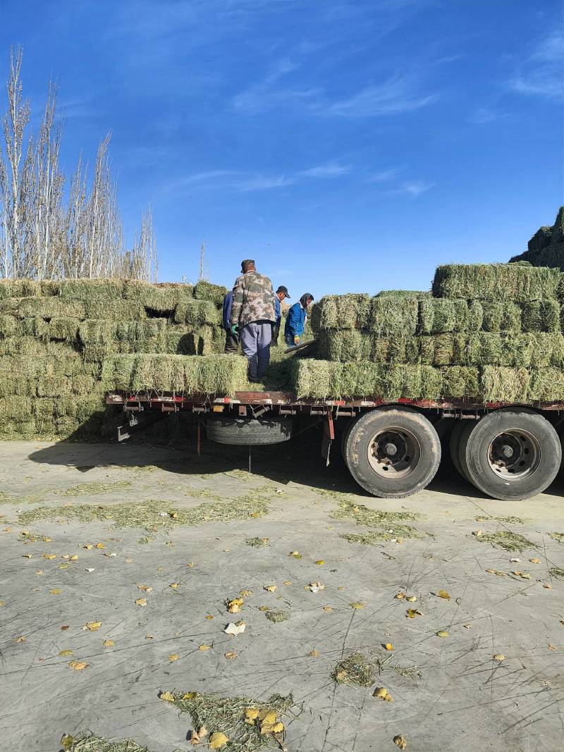 玉门市小金湾东乡族乡万亩紫花苜蓿草储备库种植基地颜色绿