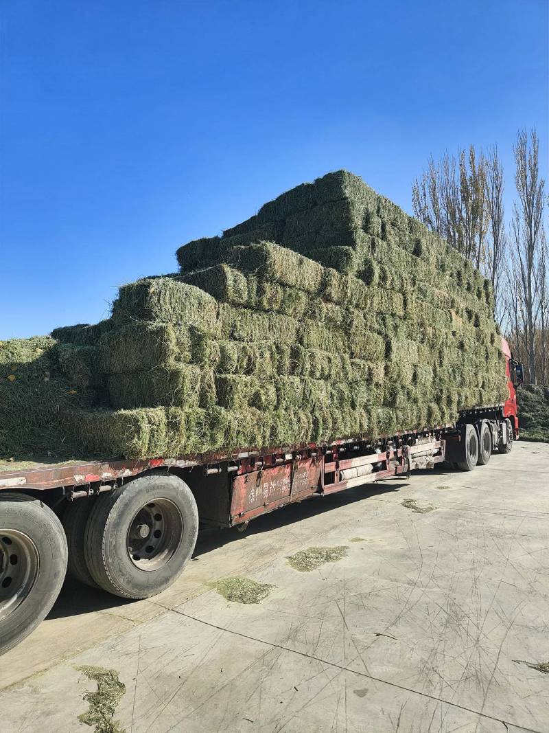 玉门市小金湾东乡族乡万亩紫花苜蓿草储备库种植基地颜色绿