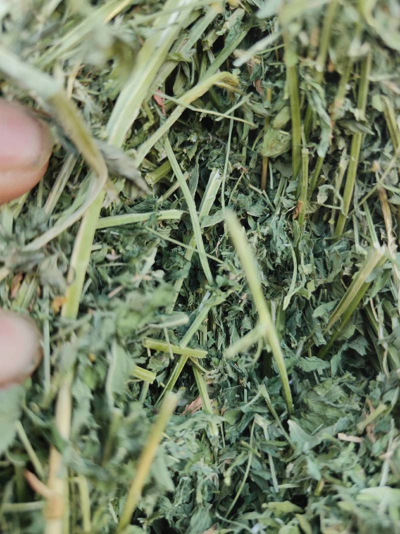 玉门市小金湾东乡族乡万亩紫花苜蓿草储备库种植基地颜色绿