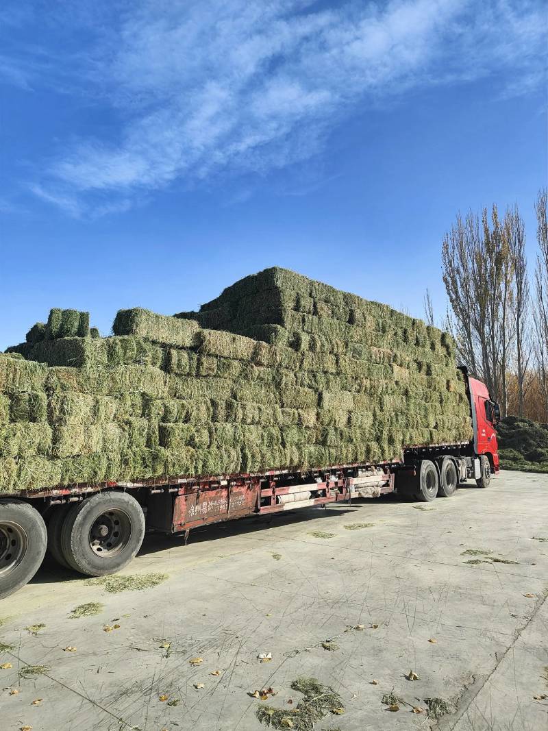 玉门市小金湾东乡族乡万亩紫花苜蓿草储备库种植基地颜色绿