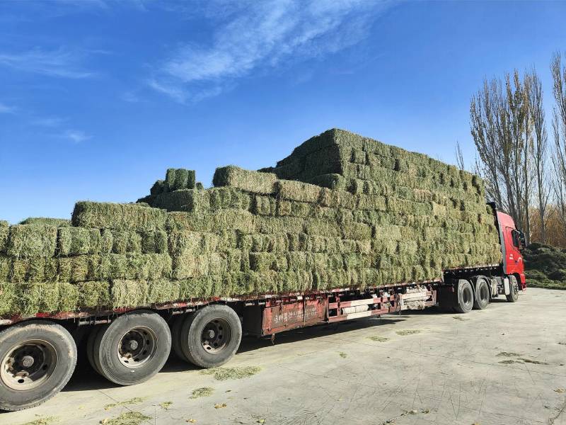 玉门市小金湾东乡族乡万亩紫花苜蓿草储备库种植基地颜色绿