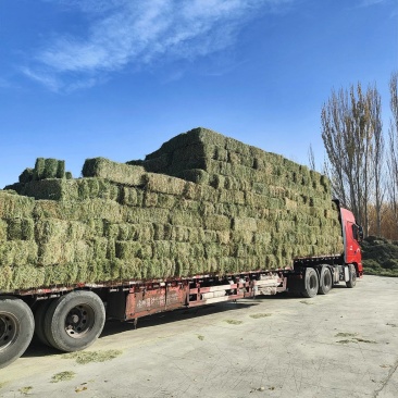 玉门市小金湾东乡族乡万亩紫花苜蓿草储备库种植基地颜色绿