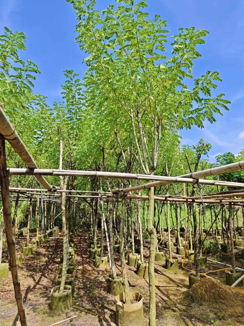 大量黄花槐5至10分出售