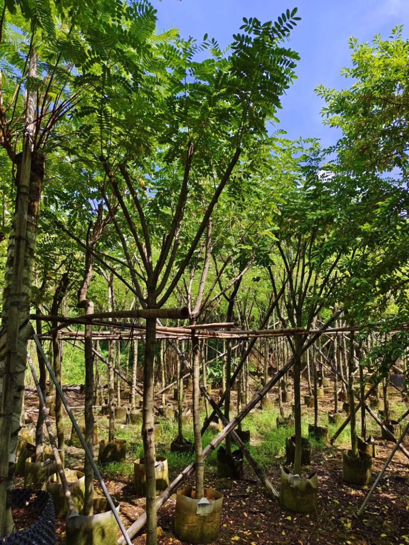 大量黄花槐5至10分出售