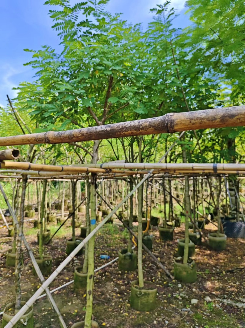 大量黄花槐5至10分出售