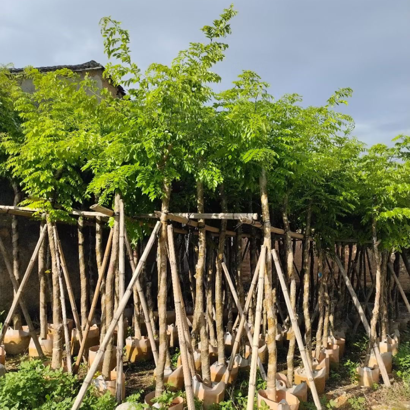 大量黄花梨3至15分出售