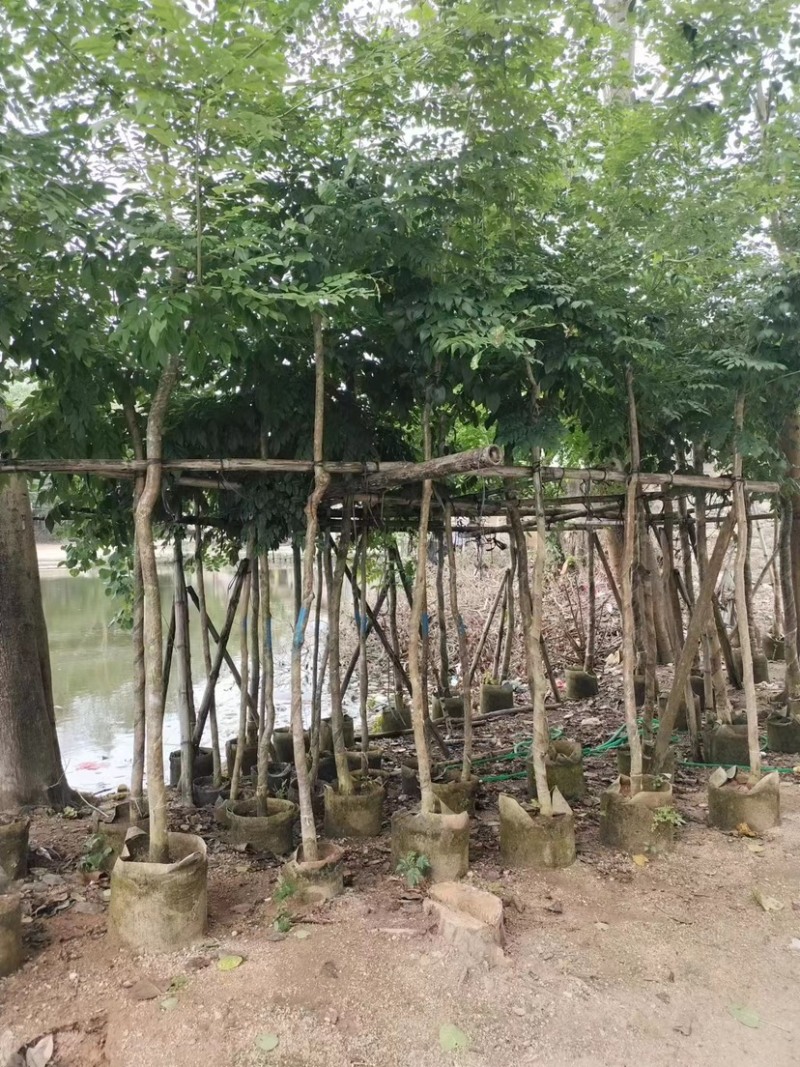 大量黄花梨3至15分出售