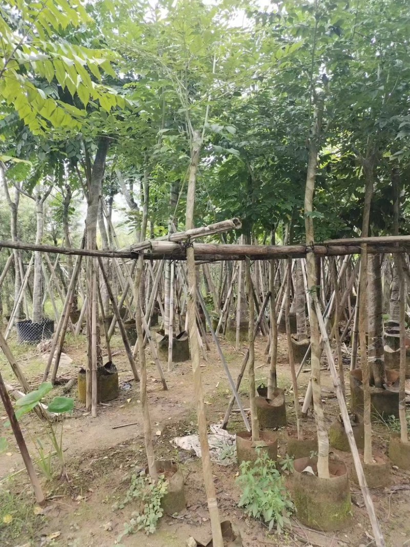 大量黄花梨3至15分出售