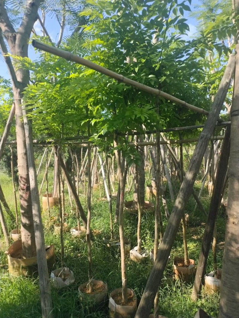 大量黄花梨3至15分出售