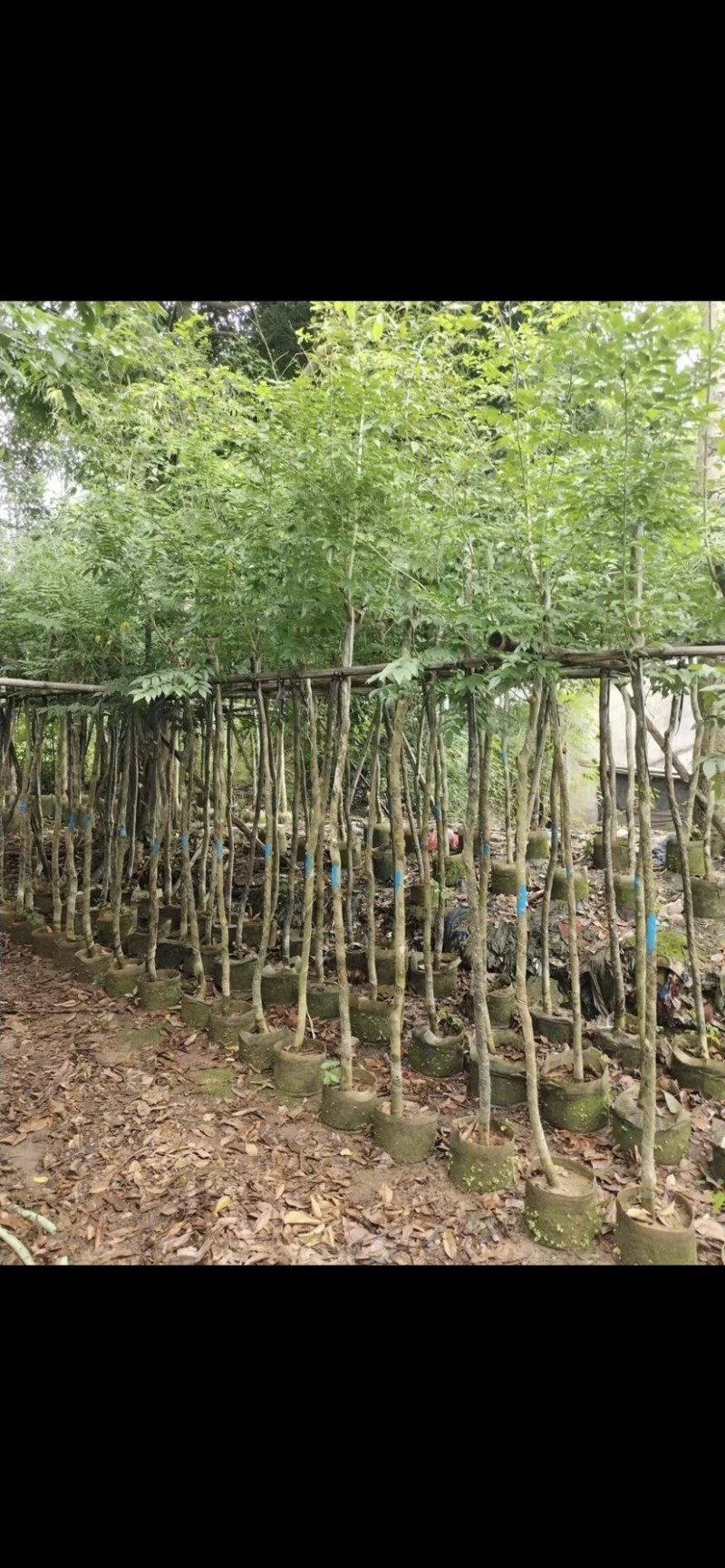 大量黄花梨3至15分出售