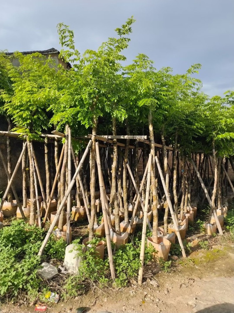 大量黄花梨3至15分出售