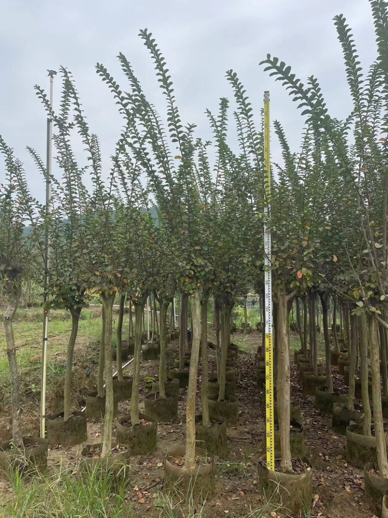 大量小叶紫薇4至10分出售