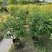 大量桂花80至1米高出售