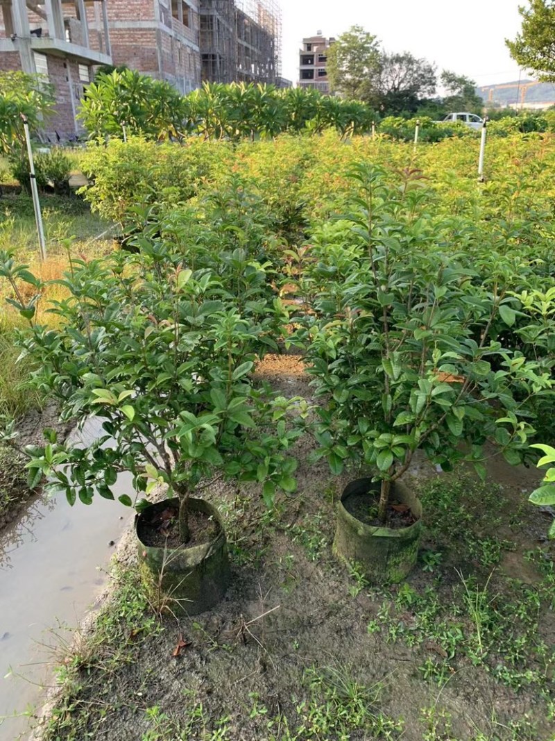 大量桂花80至1米高出售