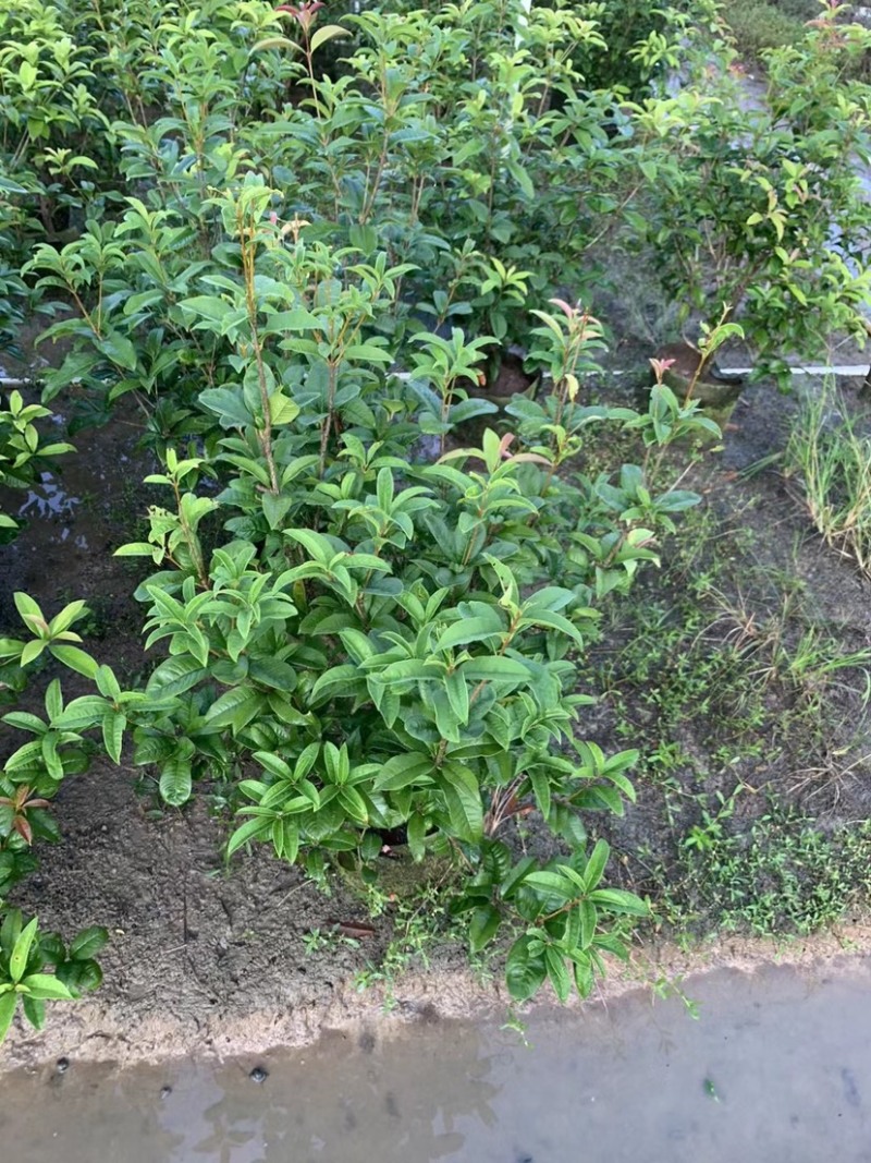 大量桂花80至1米高出售
