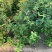 大量桂花80至1米高出售