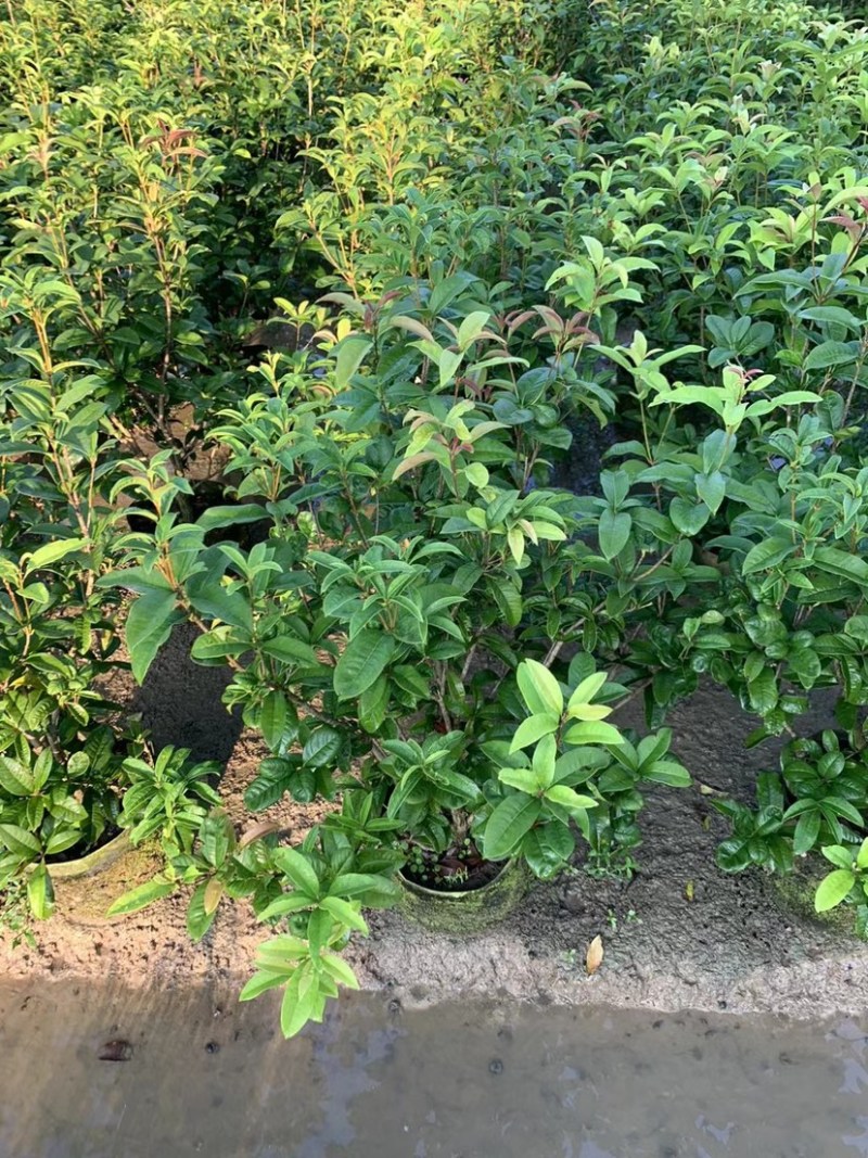 大量桂花80至1米高出售