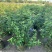 大量桂花80至1米高出售