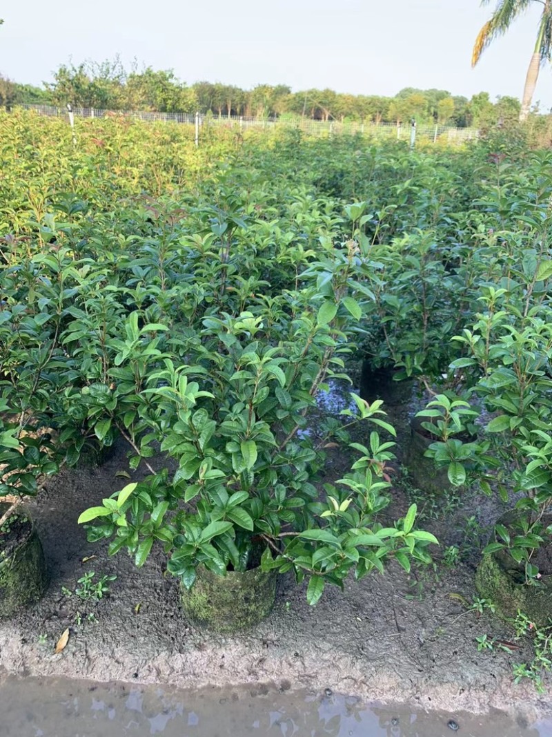 大量桂花80至1米高出售
