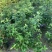大量桂花80至1米高出售
