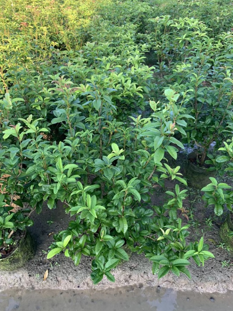 大量桂花80至1米高出售