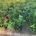 大量桂花80至1米高出售