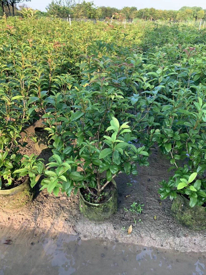 大量桂花80至1米高出售