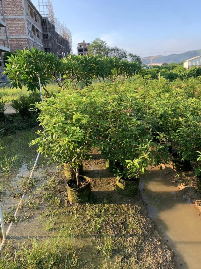 大量桂花80至1米高出售