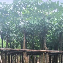 大量盆架子5至20分出售