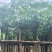 大量盆架子5至20分出售