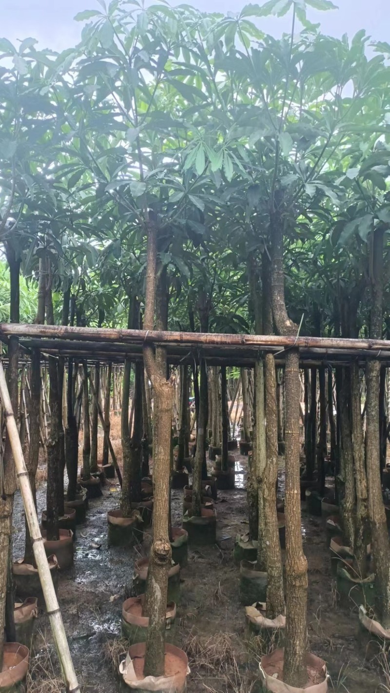大量盆架子5至20分出售