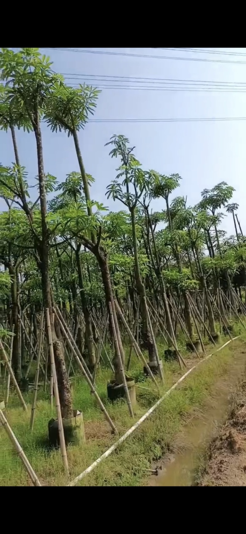 大量盆架子5至20分出售