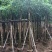 大量盆架子5至20分出售