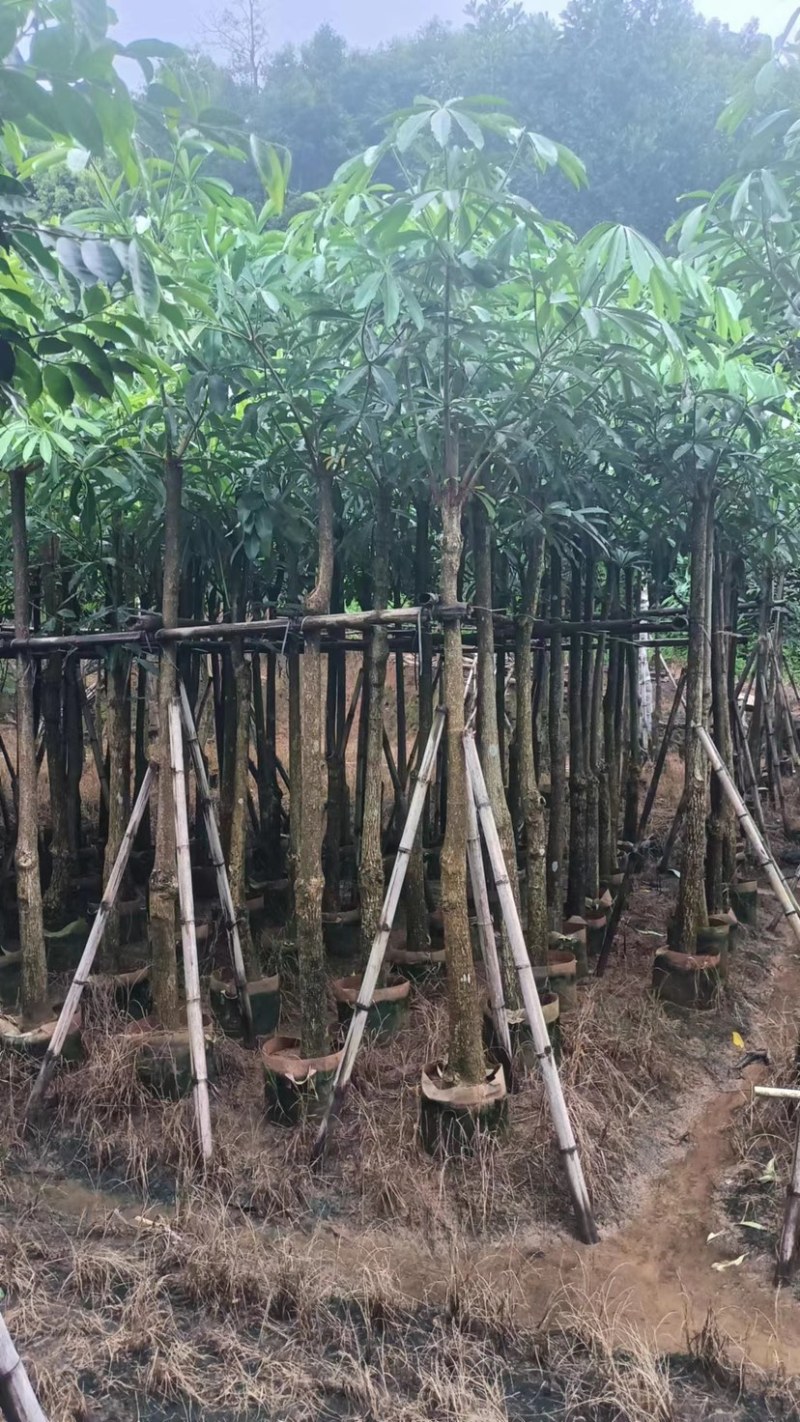 大量盆架子5至20分出售