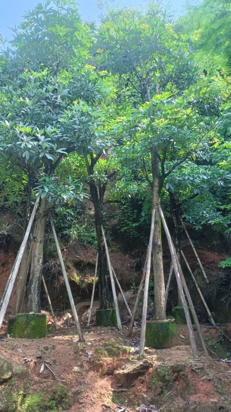 大量盆架子5至20分出售