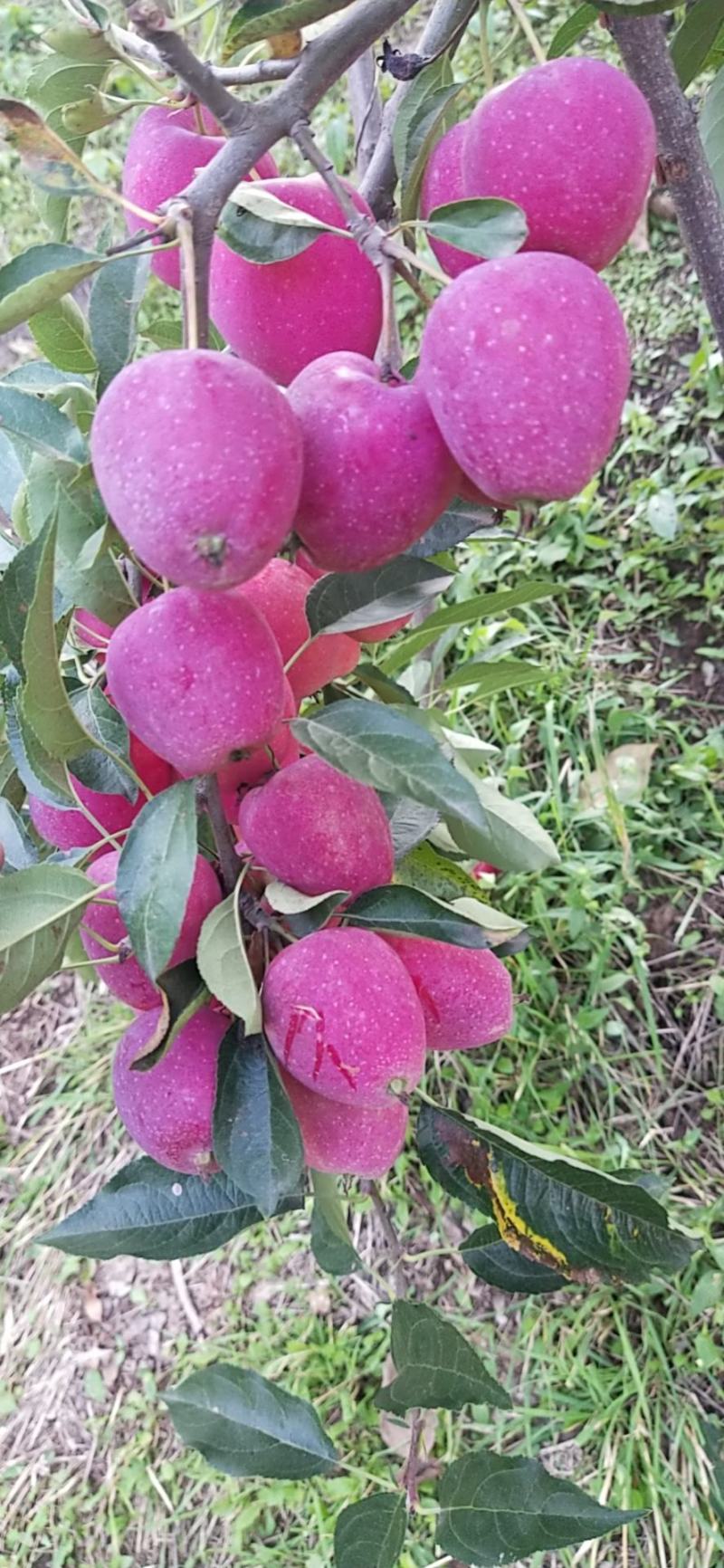 鸡心果苗