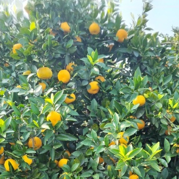 新余蜜桔，果园直销，纯甜化渣
