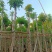 海南红豆