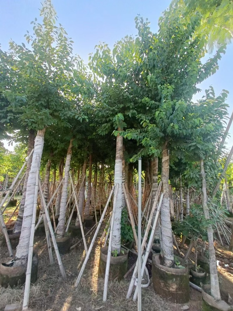 海南红豆