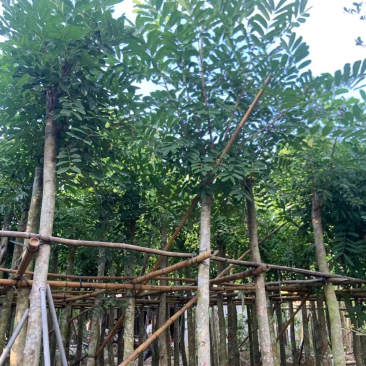 桃花心木