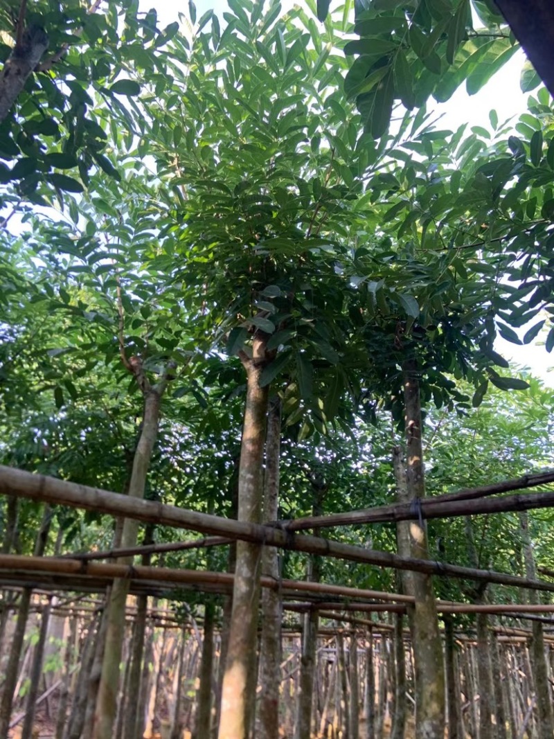 桃花心木