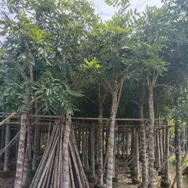 桃花心木