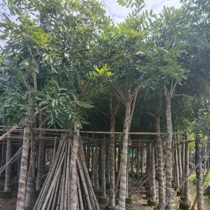 桃花心木