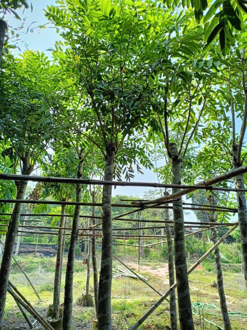 桃花心木